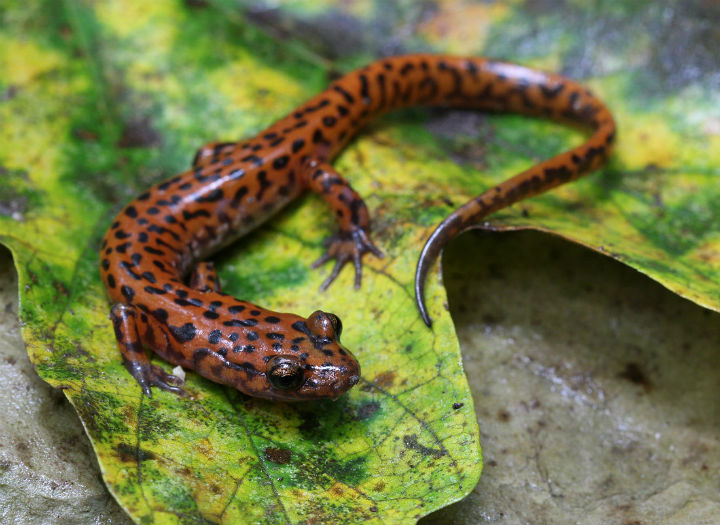 Cave Salamander